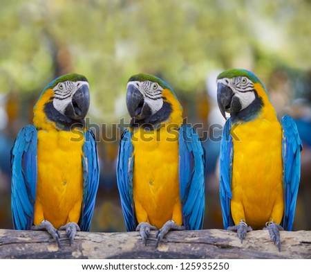 Blue macaws sitting on log.