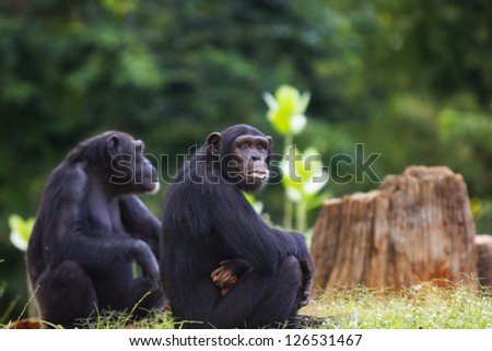 The group of a chimpanzee sitting and relax in the nature.