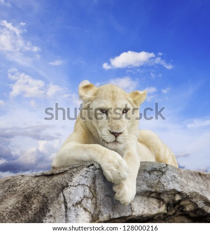 White lion with blue sky background.