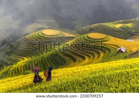 Similar – Foto Bild Reisfelder bei Sapa, Vietnam