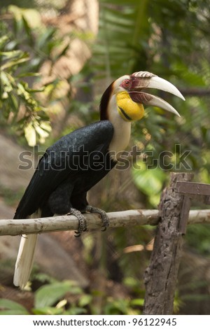 Hornbill bird (Bird of paradise) on branch. Borneo exotic great hornbill bird on branch in Thailand.