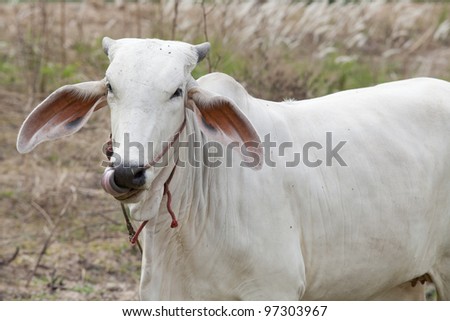 White milch cow with black spots grazing on green grass