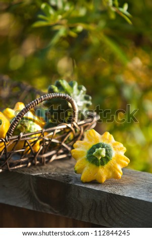 Small yellow summer squash, also known as patty pan squash on a wooden fence