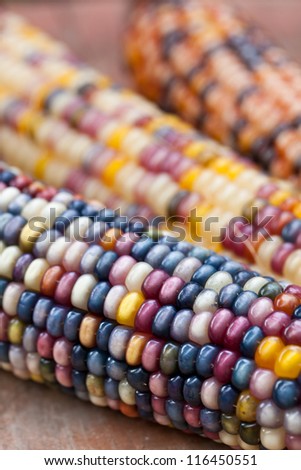 Close up of dried Indian Corn on wooden surface  as decoration for Thanksgiving Table, Halloween, and the Fall Season