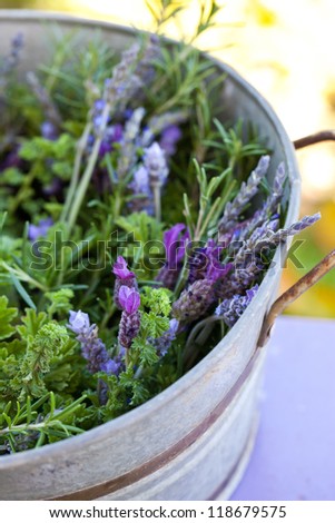 Aromatic herbs in galvanic pail. Also available in horizontal format.