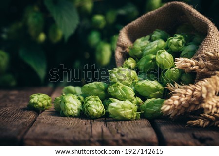 Beer brewing ingredients, hops, and wheat ears on a wooden cracked old table in front of hops plantation. Beer brewery concept. Wheat ears and hop cones in the linen sack in the foreground.
