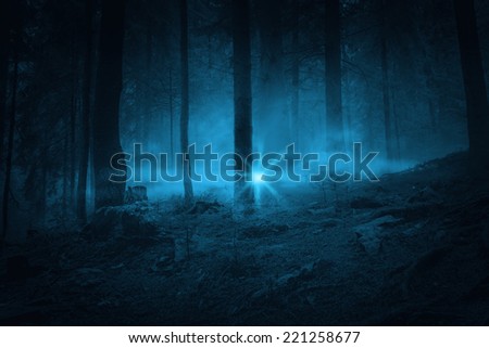 Flash in the night. Landscape. Mystery forrest.