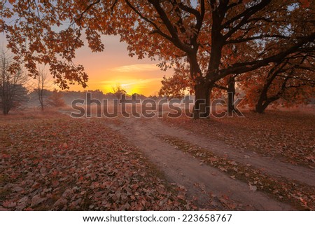 Rural road through autumn oak forest.