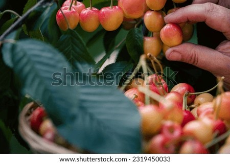 Similar – Image, Stock Photo ripe cherries are picked from the tree