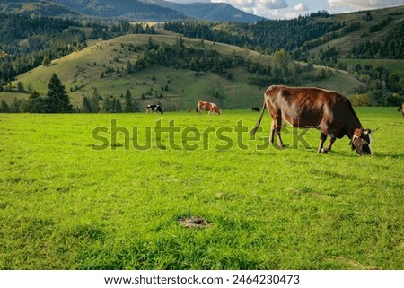 Similar – Foto Bild auf der Alm Umwelt Natur