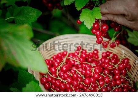 Similar – Foto Bild saftige Rote Johannisbeeren