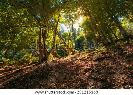 Sunlight through high trees in summer forest.