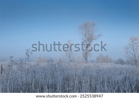 Similar – Image, Stock Photo Dry tree in high grass under starry sky