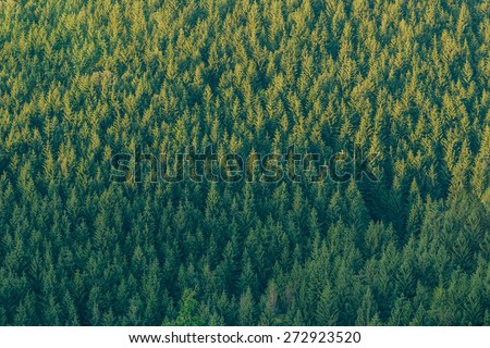 Forest texture of mountain slope.