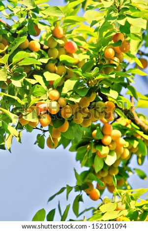 a branch of ripe yellow plums