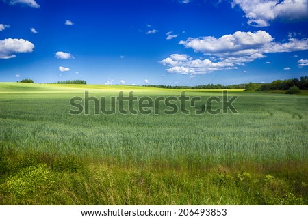 Field with a crop in the summer under the light sky
