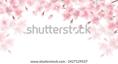 Cherry Blossoms Spring Petals Background