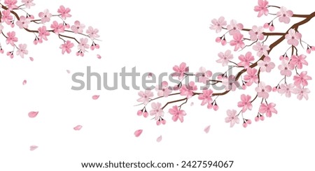 Cherry Blossoms Spring Petals Background