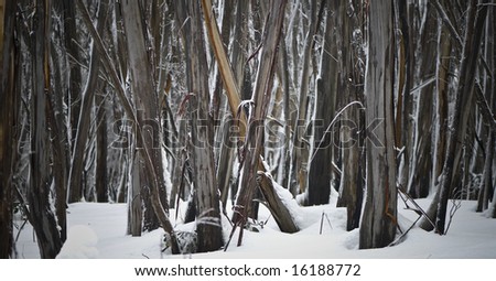 Trees in winder with freshly fallen snow sitting on branches. Two trees crossing over each other in middle of frame.