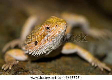 Bearded dragon sitting on wood, looking at camera with head cocked.