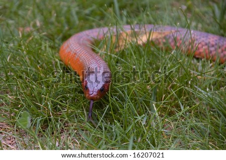Venomous snake moving through grass