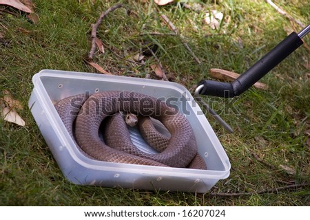 Venomous snake in box on snake handling course, with hook about to catch
