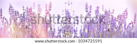 Image, Stock Photo Selective focus of lavender flowers