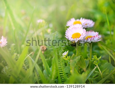 Little daisy