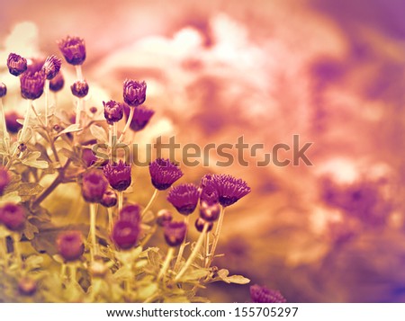Pink flower (purple flower) in a meadow