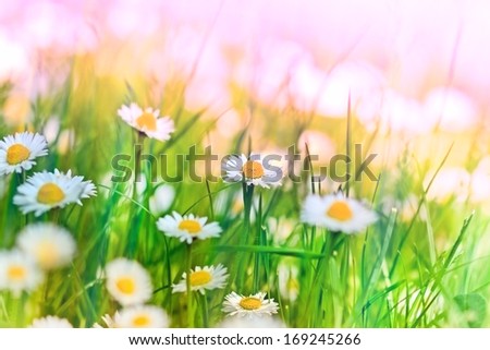 Little daisy in spring