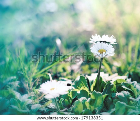 Little daisy (spring daisy) in spring