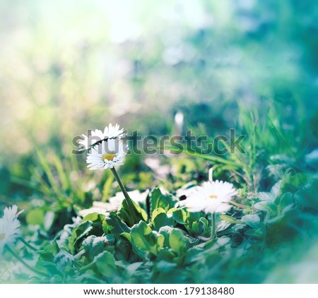 Beautiful little daisy (spring daisy) in grass, in a meadow