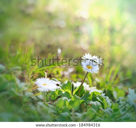 Little daisy (spring daisy) in spring