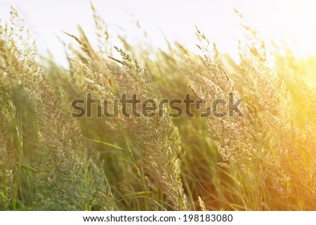 Sunset in a field of grass