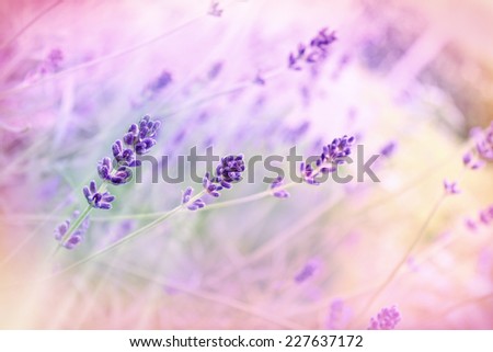 Beautiful lavender in my flower garden
