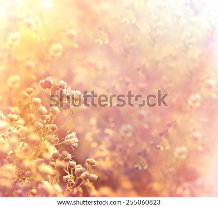 Daisy flowers in meadow,  lot of little daisy flowers in spring lit by rays of setting sun