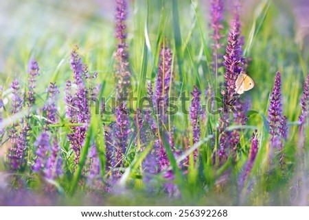 Meadow flowers - purple flowErs