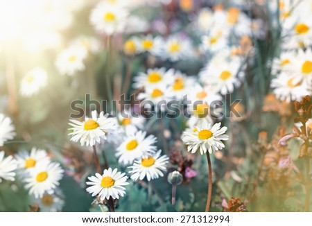 Daisy flowers - little spring daisy flowers in spring