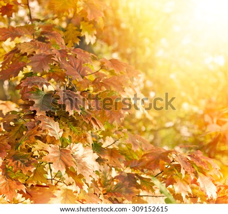 Oak tree - oak leaves lit by sunlight