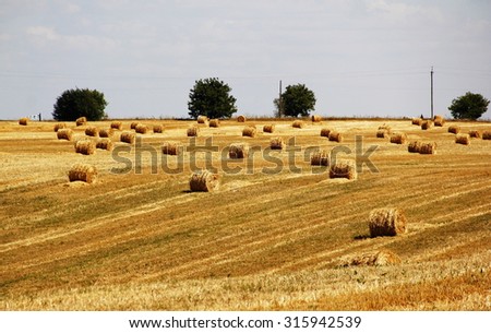 bales of hay on the field /hay rolls in the farm field