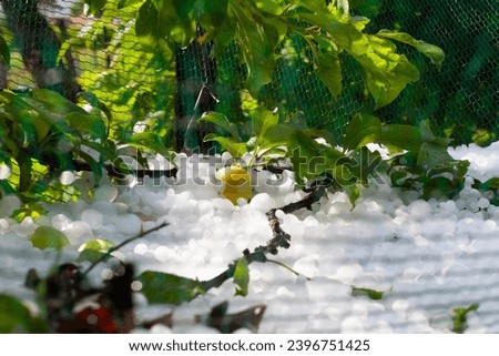 Similar – Foto Bild Hagel in einem Schutznetz über Gemüsepflanzen