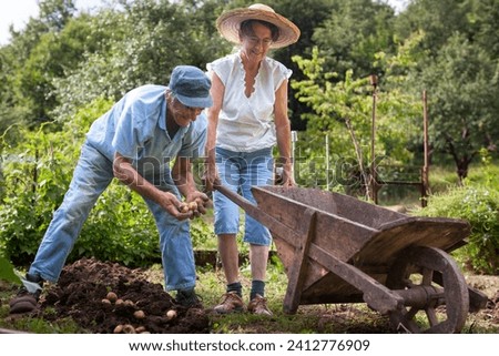 Image, Stock Photo Man picking potatoes on the farm. Agricultural concept.