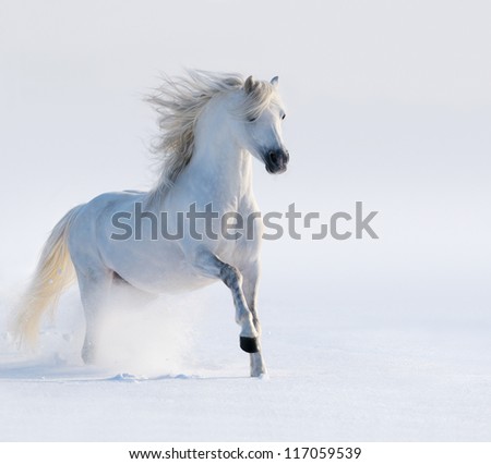 Galloping white horse on snow field