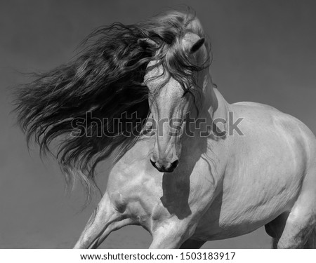 Similar – Image, Stock Photo white horse portrait