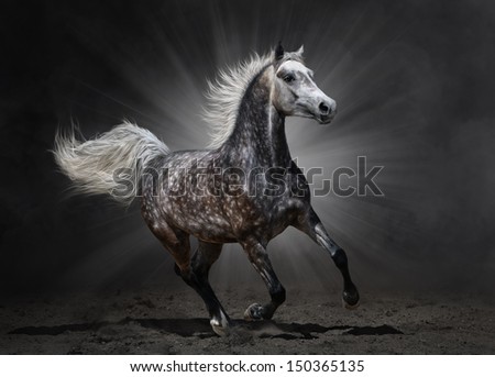 Gray arabian mare gallops on dark background