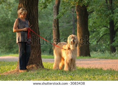 afghan-dog and woman in park
