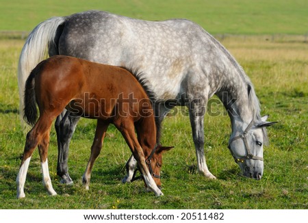 Dapple-gray mare and bay foal