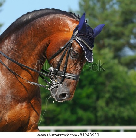Equestrian sport - dressage / head of bay horse