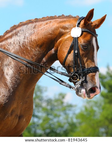 Equestrian sport - dressage / head of sorrel horse