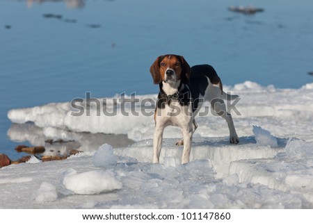 dog of breed a beagle on spring ice